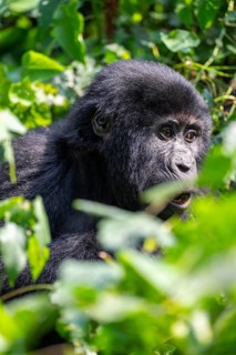 Mountain gorilla (Gorilla berengei berengei), Bwindi Impenetrable National Park, Uganda