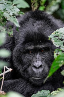 Silverback, animal portrait, mountain gorilla (Gorilla berengei berengei), Bwindi Impenetrable