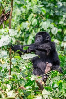 Young animal, mountain gorilla (Gorilla berengei berengei), Bwindi Impenetrable National Park,