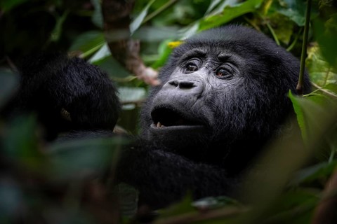 Mountain gorilla (Gorilla berengei berengei), Bwindi Impenetrable National Park, Uganda