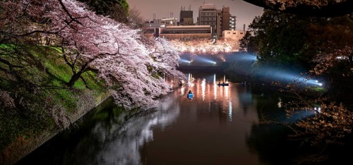 Chidorigafuchi Canal with rowboat in front of blooming illuminated cherry trees at night, castle
