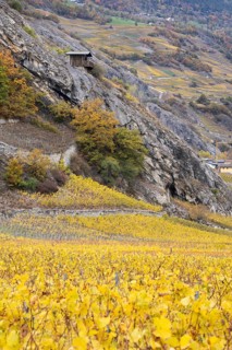 Terraced grape vineyards in autumn colours in the Rhone Valley. Colourful yellow orange image.