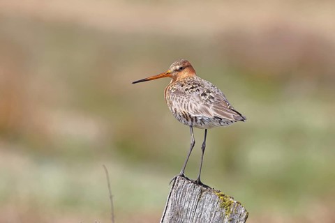 Blacktail (Limosa limosa), sitting room, on a fence post, snipe birds, wildlife, nature