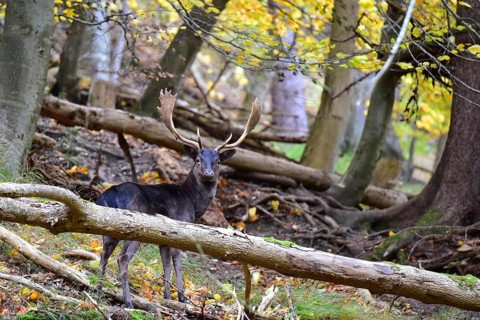 Fallow deer with magnificent antler shovels (Dama dama) in autumn forest in Bavaria, Germany