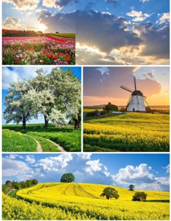 Collage of spring and summer landscapes, blooming flowers, green meadows and trees, hilly landscape