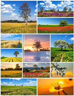Collage of spring and summer landscapes, blooming flowers, green meadows and trees, hilly landscape