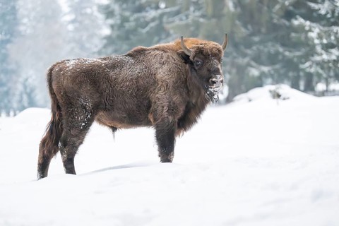 European bison (Bison bonasus) or Wisent standing on a meadow next to the forest in winter, snow,