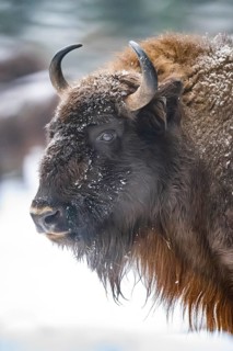 European bison (Bison bonasus) or Wisent portrait in winter, snow, Bavaria, Germany