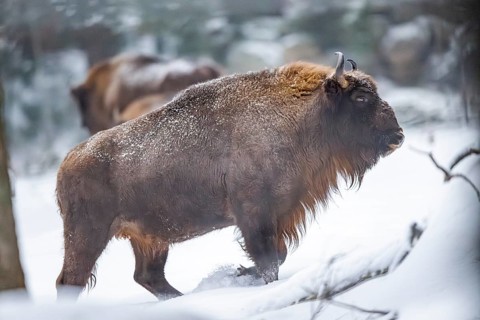 European bison (Bison bonasus) or Wisent walking on a meadow next to the forest in winter, snow,