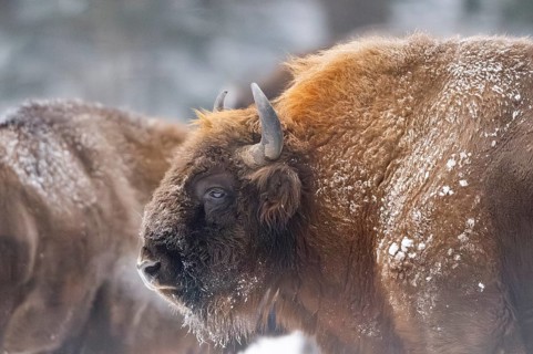 European bison (Bison bonasus) or Wisent portrait in winter, snow, Bavaria, Germany