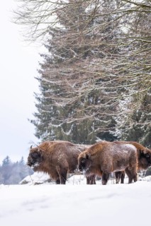 European bison (Bison bonasus) or Wisent standing on a meadow next to the forest in winter, snow,
