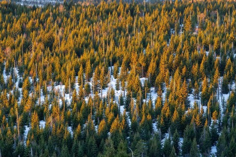 Norway spruce (Picea abies) trees and dead tree trunks from an aerial perspective at sunrise in