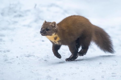 European pine marten (Martes martes) running in the snow in winter, National Park Bavarian Forest,