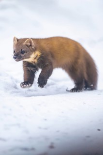 European pine marten (Martes martes) running in the snow in winter, National Park Bavarian Forest,
