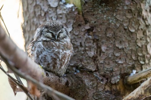 Great Horned Owl (Aegolius funereus) sitting on a branch in winter, National Park Bavarian Forest,