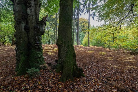 Old red beech (Fagus sylvatica) and eagle fern (Pteridium aquilinum), Emsland, Lower Saxony,