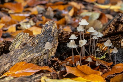 Helmlinge (Mycena), Emsland, Lower Saxony, Germany