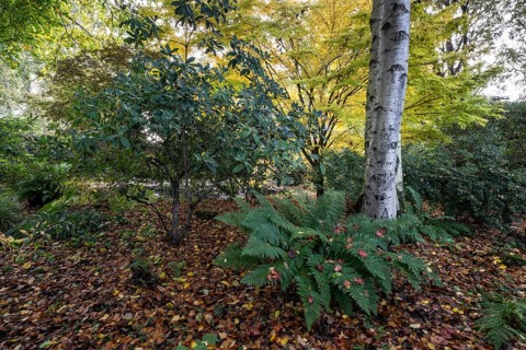 Fern (Polystichum), Birch (Betula pendula), Rhododendron (Rhododendron) and Japanese Maple (Acer