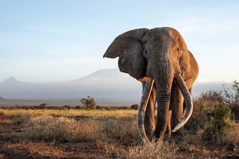 African elephant (Loxodonta africana), the famous Super Tusker elephant Craig, old male with long