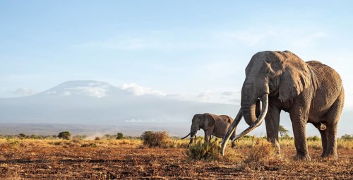 Two African elephants (Loxodonta africana) in a picturesque landscape with the summit of Mount