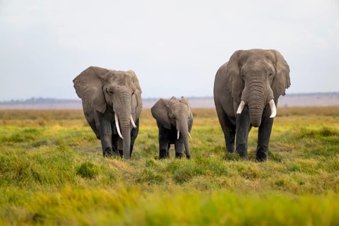 African elephant (Loxodonta africana), three animals in Longinye Swamp, Amboseli National Park,
