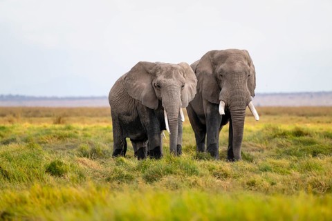 African elephant (Loxodonta africana), two animals in Longinye Swamp, Amboseli National Park, Rift