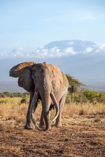 African elephant (Loxodonta africana) in picturesque savanna landscape with the summit of Mount