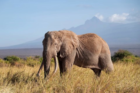 African elephant (Loxodonta africana) in picturesque savanna landscape with the summit of Mount