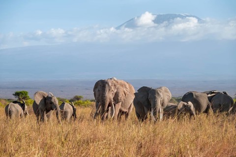 Group of African elephants (Loxodonta africana) in picturesque savanna landscape with the summit of