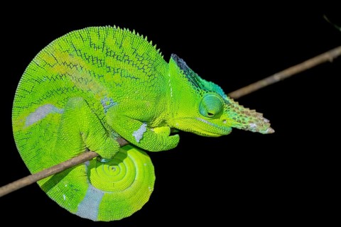 Matschie’s two-horned chamaeleon (Kinyongia matschiei), adult male, chameleon on a branch at night,