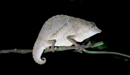 Zomba pygmy chameleon (Rieppeleon brachyurus), white chameleon on a branch at night, Amani Nature