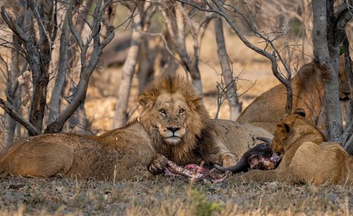 Lion (Panthera Leo) with kill, pack eats captured buffalo, adult male with prey, Moremi Game