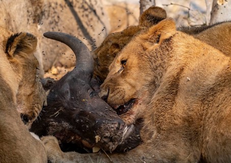 Lion (Panthera Leo) with kill, pack eats captured buffalo, young lion eats on the head of the