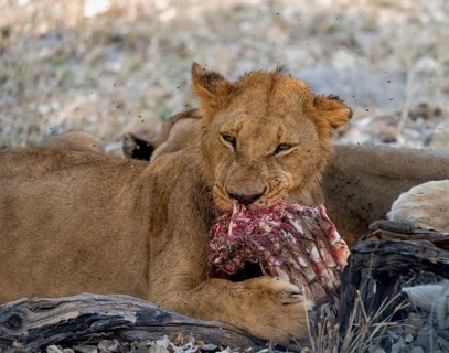 Lion (Panthera Leo) with kill, juvenile male eats the ribs of the captured buffalo, Moremi Game