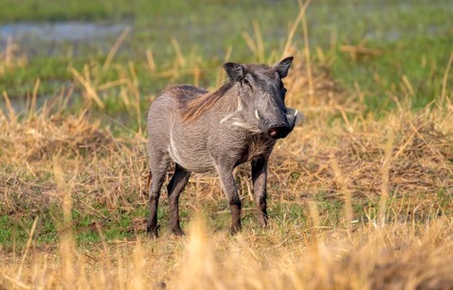 Common Warthog (Phacochoerus africanus), Moremi Game Reserve, Botswana