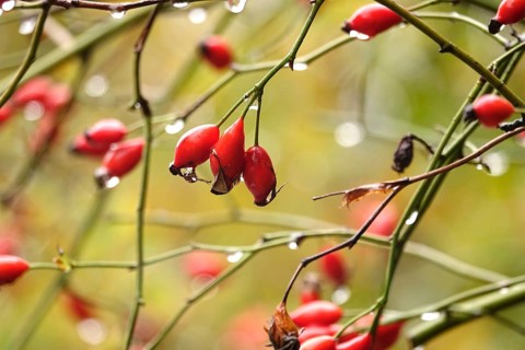 Rose hips with raindrops, autumn, Germany