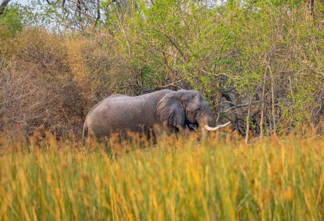 African elephant (Loxodonta africana), on the riverbank between river grass, Thamalakane River,
