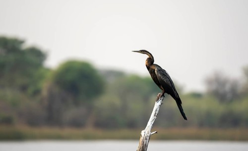 African Darter (Anhinga rufa) sitting on a dead tree in the river, Thamalakane River, Okavango