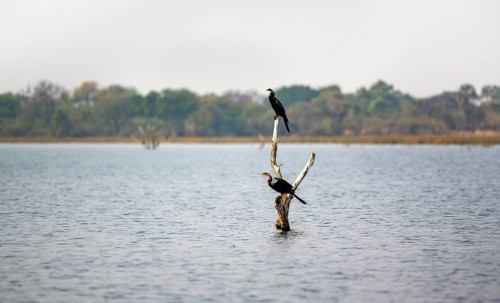African Darter (Anhinga rufa), two birds sitting on a dead tree in the river, Thamalakane River,