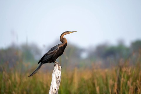 African Darter (Anhinga rufa) sitting on a dead tree, Thamalakane River, Okavango Delta, Botswana