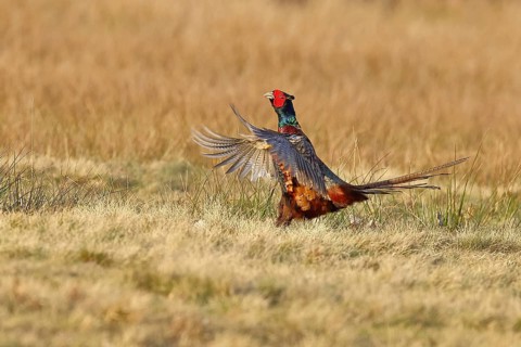 Pheasant, hunting pheasant (Phasianus colchicus), adult male bird courting in a meadow, area