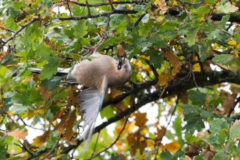 A jay (Garrulus glandarius) collects acorns in an oak tree (Quercus), Hesse, Germany