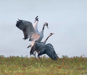 Crane (Grus grus), cranes near the copula, mating in a wetland, wetland, Lower Saxony, Germany