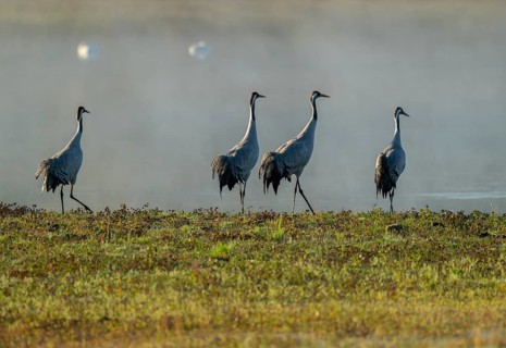 Crane (Grus grus), four cranes standing on a wet meadow in a wetland in front of a body of water,