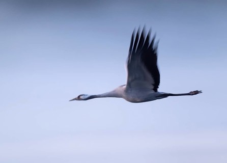 Crane (Grus grus) flying in morning light, motion blur, long exposure, puller, wiping effect, Lower