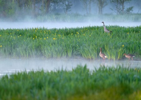 Crane (Grus grus) stands in a wetland, wet meadow with swamp iris (Iris pseudacorus), blooming,