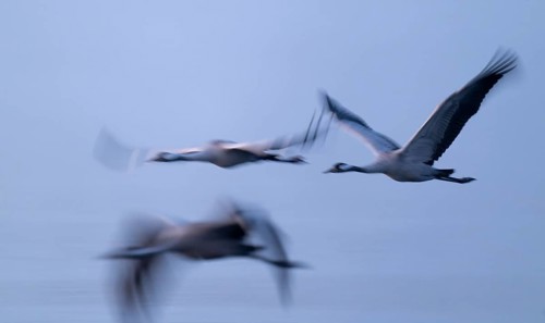 Crane (Grus grus) three cranes flying over a lake in morning light, motion blur, long exposure,