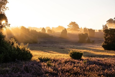 Golden sunbeams over the blooming Lüneburger Heide near Niederhaverbeck