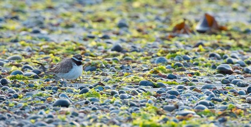 A sandplover (Charadrius hiaticula) with very young chicks under its wing, of which only the long