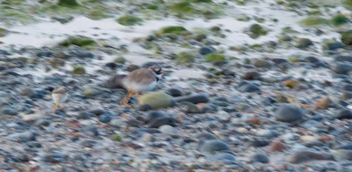 A sandplover (Charadrius hiaticula) with a very young chick runs fast across a stony beach, moving,